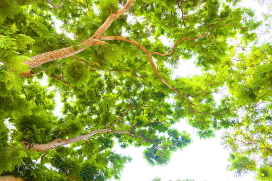 Old bright green acacia trees (bottom view). Thailand