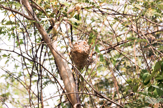 Weaver ants, Asian ecophill (Oecophylla smaragdina) nest, arboreal lifestyle, The leaves of construction are connected using silk, which is produced by the children of ants. Thailand, wintertime