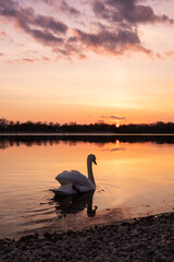 swan in the lake at sunset