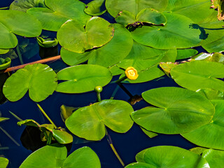 Whater lily in a pond