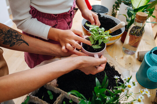 Girl and mother's hands holding a youg plant in a cup over a table.