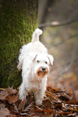 Schnauzer is standing in the forest. It is autumn portret.