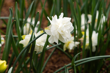white and yellow daffodils bloom in the garden in spring. ice king terry