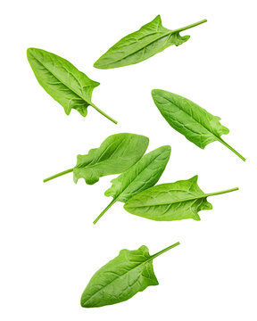 Falling Spinach isolated on white background, clipping path, full depth of field
