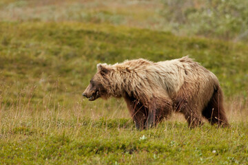 Grizzly. Denali National Park