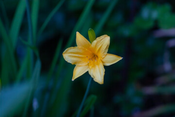 yellow flower in the garden