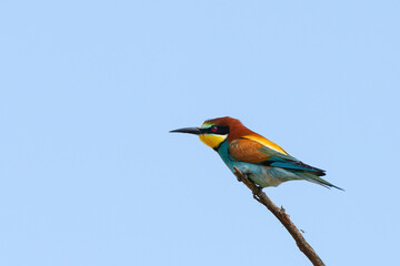 Bee-eater with open wings on a branch