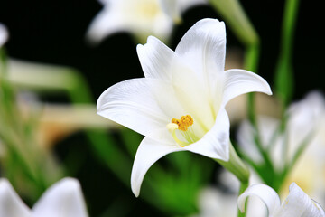 beautiful view of blooming Longflower Lily(Easter Lily,White Trumpet Lily) flower,close-up of white lily flower blooming in the garden 