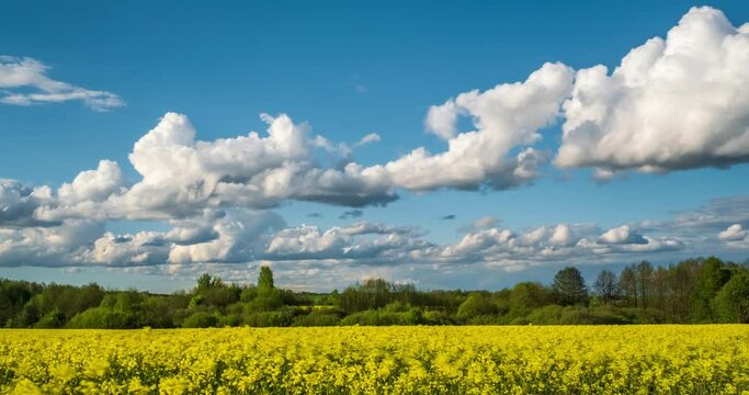 Time lapse of field of beautiful springtime golden flower of rapeseed on blue sky background with beautiful clouds