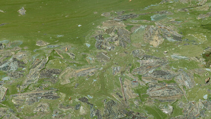 Dirty, polluted water. Eutrophication. © zelwanka
