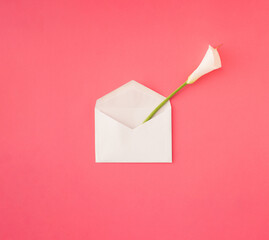 Opened white invitation / letter envelope with white calla lily flower (Zantedeschia aethiopica). Minimal concept.