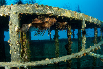 Lion fish living in a shipwreck