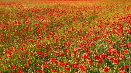 Champ de fleurs de coquelicots au printemps dans l’Hérault