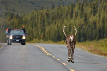 Caribou, Denali National Park