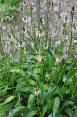 Lanceolate plantain, plantago lanceolata grows in nature