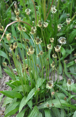 Lanceolate plantain, plantago lanceolata grows in nature