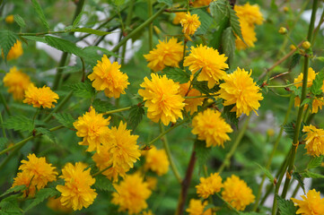 Kerria japonica bush blooms in the garden