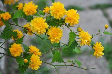 Kerria japonica bush blooms in the garden