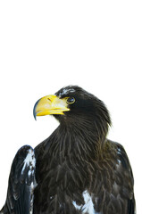 Objet détouré - Aigle