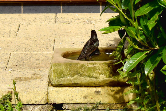 The Backside Of A Beautiful Starling Bird Standing In Water In A Birdbath On The Footpath In A Backyard Garden On The Sunshine Day. Feeding Birds In Spring Season Garden In The UK.