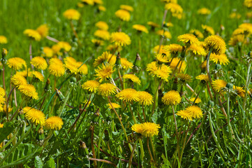 yellow dandelions and green grass, in the photo dandelions in a summer meadow