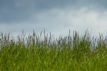 green grass against a gray sky, in the photo summer field grass against a gray sky