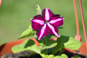 beautiful petunia flower in a pot