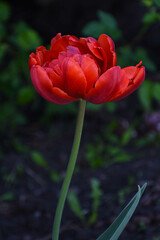 Red full tulip blossoms on dark background