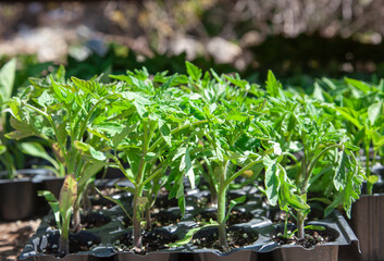 Tomato seedlings for sale at the local market.