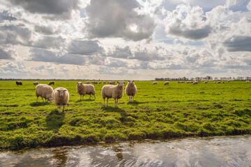 Backlit shot of sheep standing at the water's edge and looking curiously at the photographer. The...