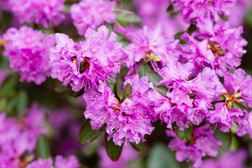 Flowering shrubs with bright pink flowers, pink rhododendron