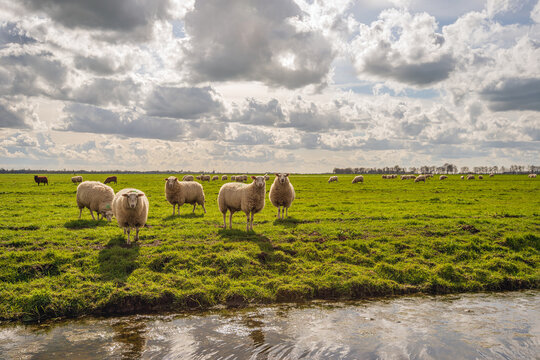 Backlit shot of sheep standing at the water's edge and looking curiously at the photographer. The photo was taken in a polder in the Dutch province of South Hololand. Spring has just begun.