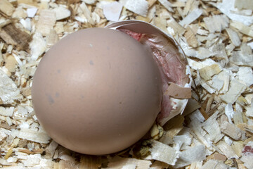 Just opened egg newborn baby chicken