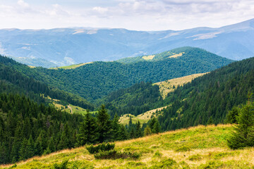 forested hills of carpathian mountain landscape. view in to the distance. cloudy sky on a sunny summer day. beautiful nature background