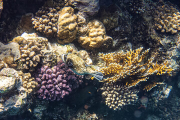 Masked puffer fish. Red Sea, Egypt.