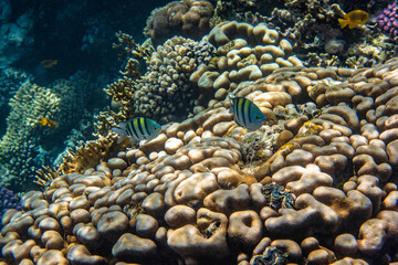 Sergeant major fish. Red Sea, Egypt.   