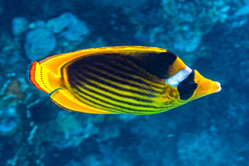 Fototapeta na wymiar Racoon Butterflyfish. Red Sea, Egypt