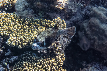 Masked puffer fish. Red Sea, Egypt.