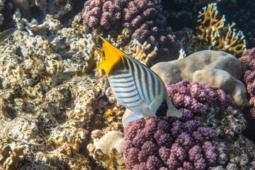 Fototapeta na wymiar Threadfin butterflyfish. Red Sea, Egypt. 