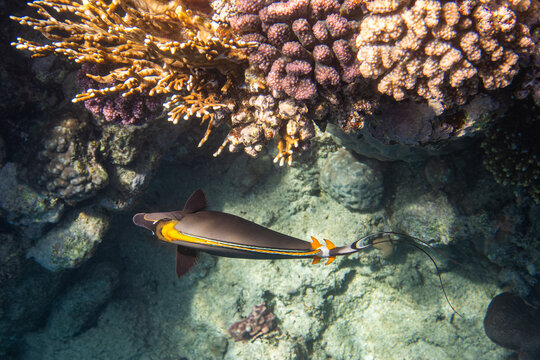Orangespine Unicornfish or Elegant Unicornfish, Naso elegans. Red Sea, Egypt. 