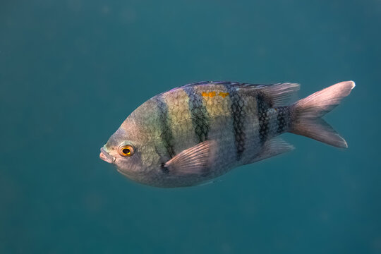 Sergeant major fish. Red Sea, Egypt.   