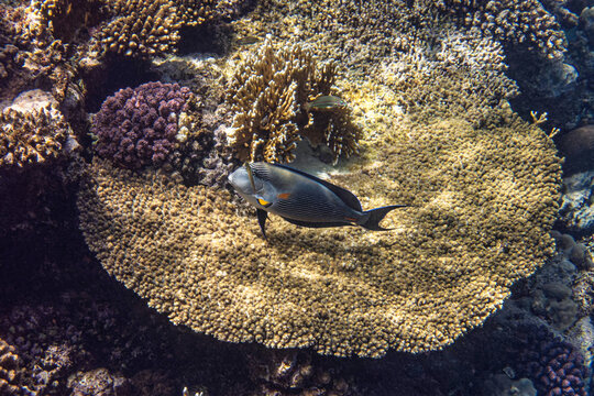 Sohal surgeonfish. Red Sea, Egypt.