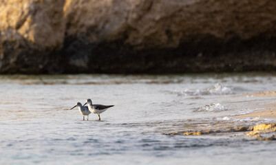 great crested grebe