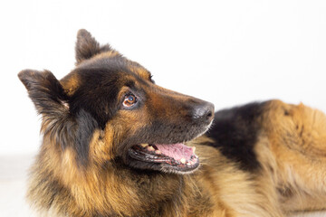 Portrait of german shepherd dog on white background