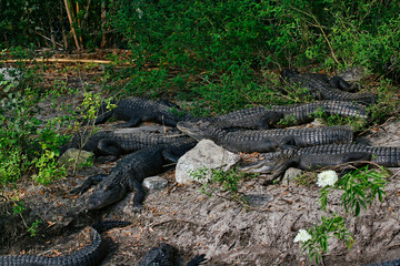 Group of Alligators in Northern Florida