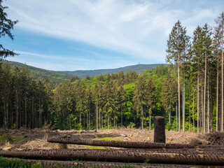 Waldsterben im Taunus in Hessen Deutschland