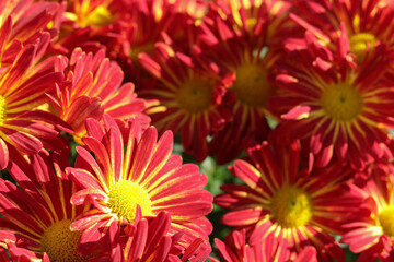 Red-yellow Chrysanthemum on a blurry background . Chrysanthemum close-up. Beautiful flowers chrysanthemums autumn in the garden. Flowers red and yellow natural beauty. Flower head.