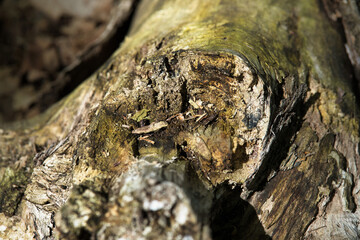 Close up of decayed log