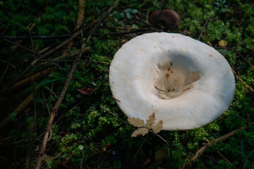 Fotografia krajobrazu, makro, oraz artystyczna. © Maciej