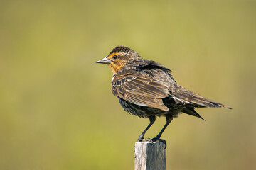 Female Red-winged Blackbird perched on a wooden post on an early spring morning